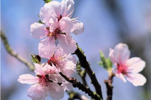 Biểu tượng tốt cho phong thủy